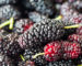 closeup of the freshness mulberry fruit in summertime